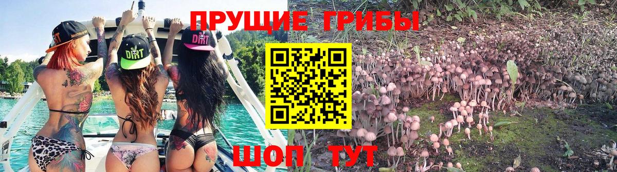 Кудрово  Псилоцибиновые грибы мухоморы  Вход с VPN  Псилоцибиновые грибы ЛСД 