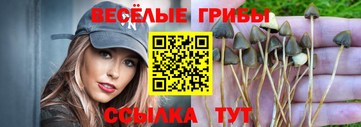 Галлюциногенные грибы Cubensis Кудрово